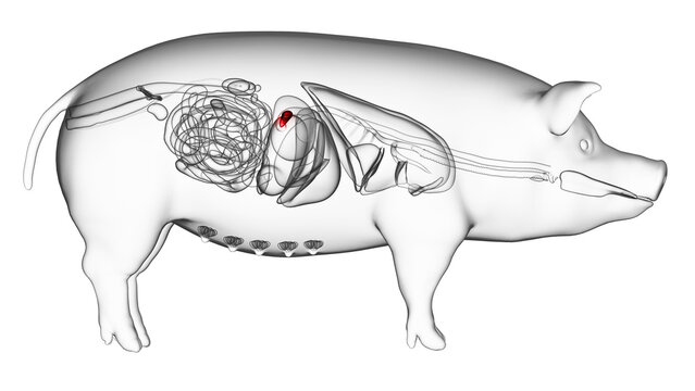 3d rendered illustration of the porcine anatomy - the pancreas