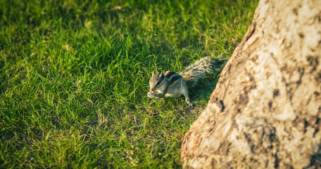 Squirrel eating food near tree
