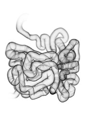 3d rendered, medically accurate illustration of the small intestine