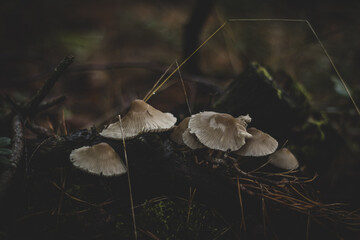 white mushroom in the green forest,