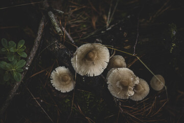 white mushroom in the green forest,