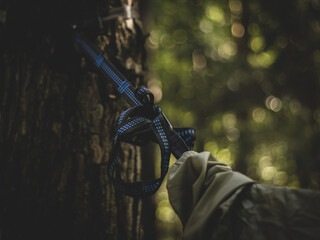 rope, hammock belt, hammock suspension, hanging on a tree in a green forest