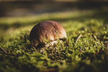 boletus, mushroom in the green forest,