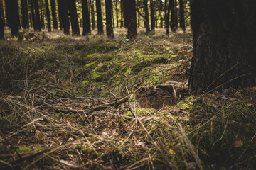 wild hare, rabbit sitting next to a tree in a green forest