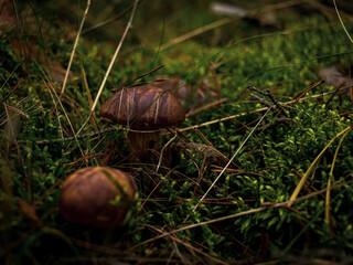 boletus, mushroom in the green forest,