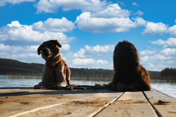 Dog lovers lying on a jetty and looking at the lake in Sweden. Goldendoodle and mix