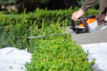 a worker cuts a boxwood tree with a motorized trimmer