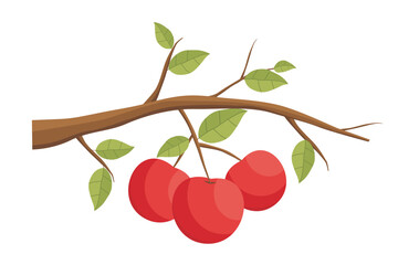 Apples. Vector red apple fruit. Illustration of an apple on a tree branch with green leaves