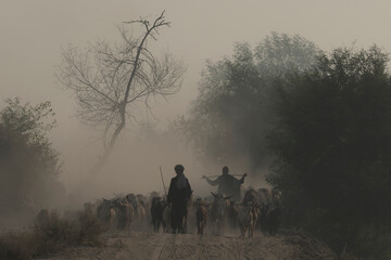 flock of sheep in morning light, sheep herd with shepherds in misty morning, dust and fog landscape, shepherds and sheep herd in ground 