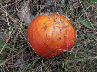 Red fly agaric grew in the forest