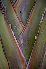 Palm tree texture. Natural texture. Natural green texture. Palm tree trunk close up. Natural...