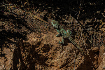 lizard on the rock