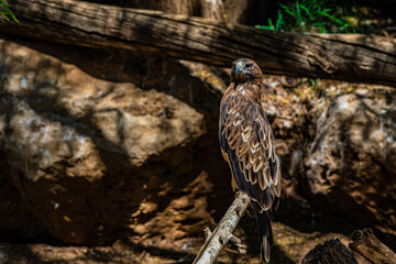 portrait eagle in the woods