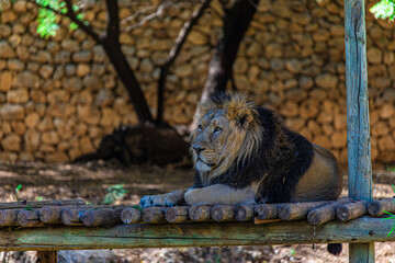 portrait lion in the zoo