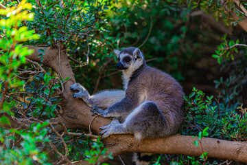 ring tailed lemur on a tree