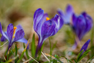 nice crocuses in the garden