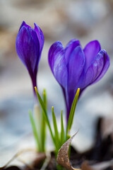 nice crocuses in the garden