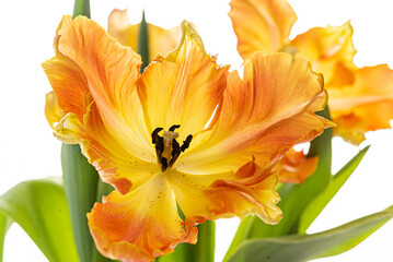 orange tulip on the white