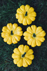 Yellow mini pumpkins on green grass background, top view, flat lay. Autumn seasonal food.
