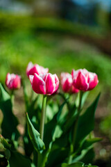 nice tulips in the garden