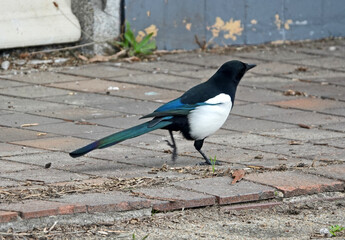 Wandering magpie looking for food. The Eurasian magpie is a resident  bird throughout the northern part of the Eurasian continent. It is part of the crow family (corvids)
