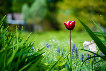 nice tulips in the garden