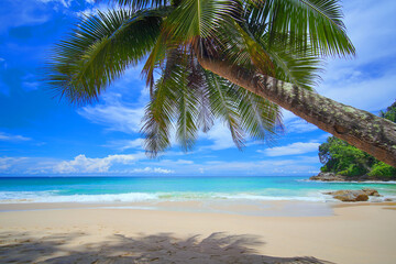 Palm beach. Landscape coconut tree hanging over tropical summer background. 