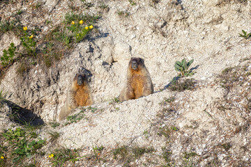 Two Bobak marmots stand near their burrow