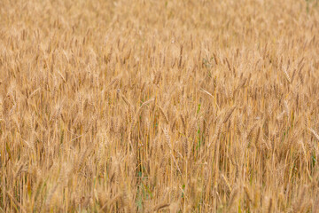Ears of ripe wheat. Background for design