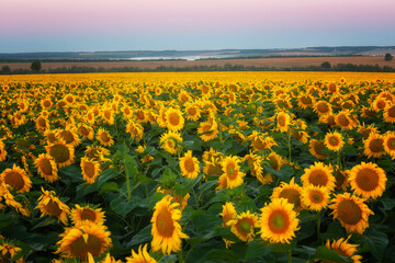 Fototapeta premium Big field with sunflowers against a bright sunset