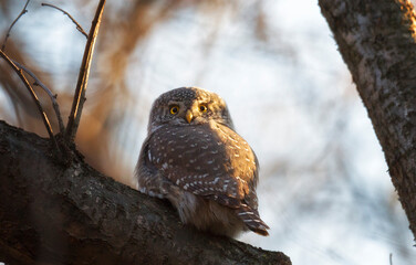 Eurasian pygmy owl sitting on a tree branch in autumn day