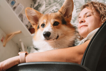 Curly haired cheerful woman, owner with dog corgi sitting, in computer chair near table at workplace indoors. Small business, rattles, teethers for babies. Home office, online store, marketplace.