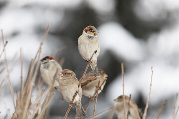 A sparrows sits on a tree branch on winter day