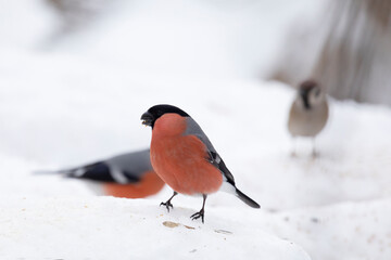 Male bullfinch sits on snow in winter close up