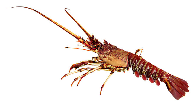 Languste, Freisteller