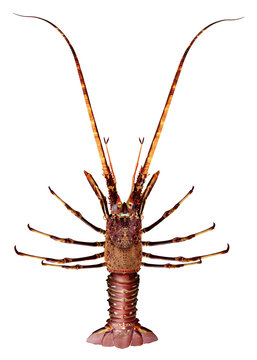 Languste, Freisteller