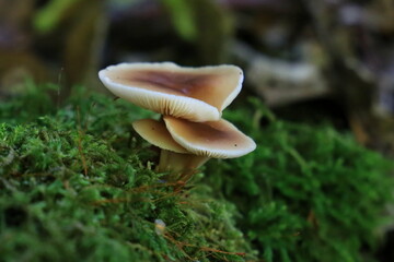 Pilze mit Moos