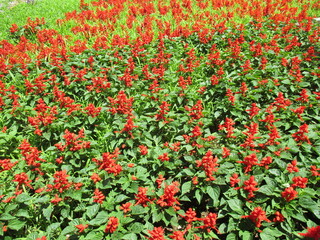 Naklejka premium 春の花壇に美しく咲き誇る、赤が鮮やかなサルビアの花