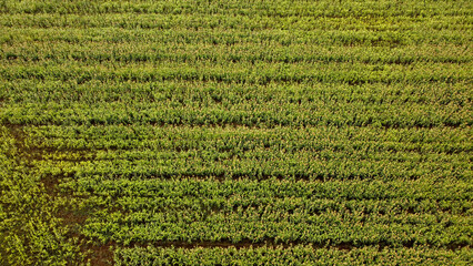 green carpet texture