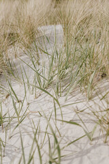White sand beach with dry beige grass stems