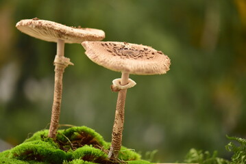 mushrooms in the forest