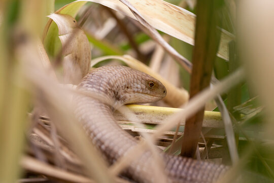 A closeup of the sheltopusik, Pseudopus apodus, also called Pallas' glass lizard