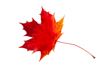 Ahornblatt im Herbst