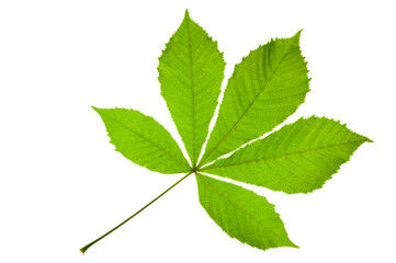 Blatt einer Kastanie