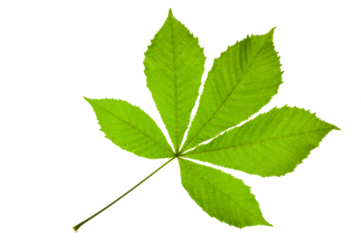 Blatt einer Kastanie