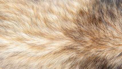 Beautiful spotted fur close-up. Texture of brown animal wool. Dog fur.