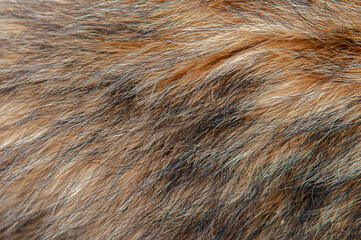 Beautiful spotted fur close-up. Texture of brown animal wool. Dog fur.