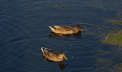 duck swimming in the water