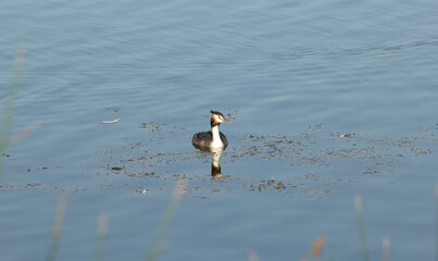 great crested grebe with ducks