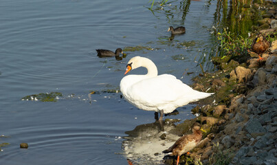 white swan on the lake